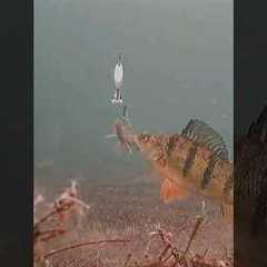 Winter perch fishing | Underwater camera