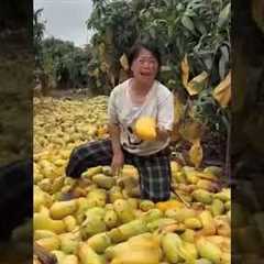 The Spoiled Mango Crisis Explained#shorts #trending
