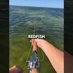 Fly fishing the salt can be a lot of fun #flyfishing #saltwaterfishing #redfish #snook #seatrout