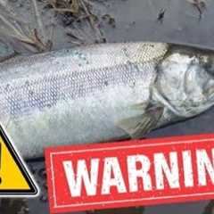 WARNING: This 30-Second Jig will catch too many…