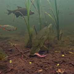 I Captured Fish Behavior NEVER SEEN BEFORE! After Putting My Camera in The Canal!