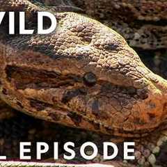 Ranking World's Deadliest Snakes (Full Episode) | Dangerous Encounters | Nat Geo Animals