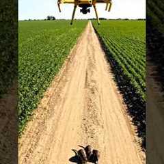 Drone Technology for Rat Control in Agriculture | Modern Farming Solution