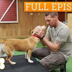 Rescued Corgi-Mix Could Be The Perfect First Dog | Lucky Dog Double Episode