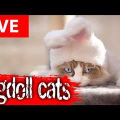 😂 Funny Cats Live | Ragdoll Cat Cam Full of Cute & Silly Moments 🐱