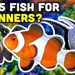Top 5 Beginner Saltwater Fish from Top Shelf!