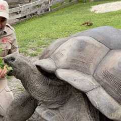 104 YEAR OLD TORTOISE 🐢