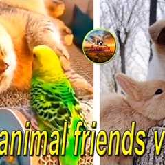 Best animal friends videos.