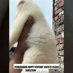 Pomeranian Puppy Training: Tips and Tricks #shorts #trending #doglover #pets #puppy #pomeranian #dog