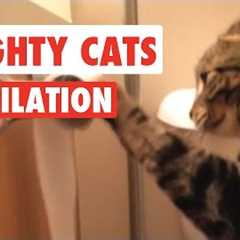 Naughty Cats Video Compilation 2016