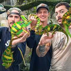 CATCHING EXOTIC WILD LIZARDS IN FLORIDA!