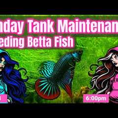 Sunday Tank Maintenance: Aquarium Breeding Betta Fish! EP8 Live Hosted by Brenda and Dina 📱