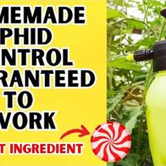 Organic Aphid Control That Has A Tasty Secret Ingredient