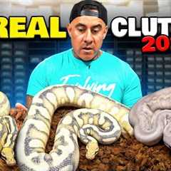 These Snakes Will Make Some Insane Babies