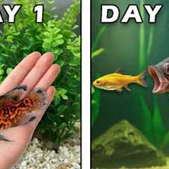 Raising a Tiger Oscar for 100 Days