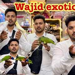 wajid exotic new video exotic birds available in jogeshwari mumbai #exotic #birds #parrot #pets 