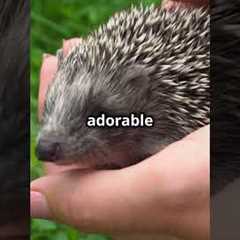 Exotic Pets You Won't Believe Exist! 🐉