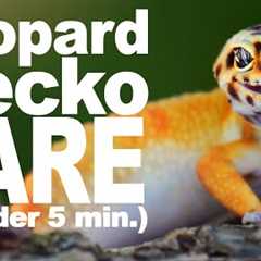 Complete Leopard Gecko Care Guide!