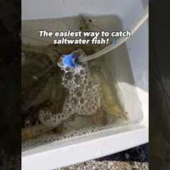 The EASIEST way to catch saltwater fish!🎣💥 #fishing #shorts
