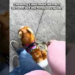 How Autumn handles DISTRACTIONS And PUBLIC! #essa #puppy #training #distraction #workingdog