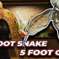 We Put a 20 Foot Snake in a 5 Foot Enclosure