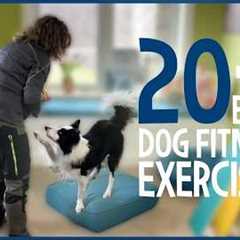 20 Exercises That Help Your Dog Live Longer: Start Today!