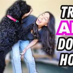 Ultimate Dog Training 🐶 STARTER GUIDE for Beginners!