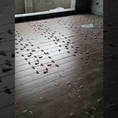 #tile #houserenovation #construction #building #homerenovation #renovation