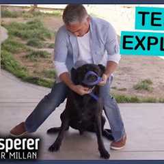 Rescued Mastiff Labrador Mix Becomes Increasingly Aggressive | Dog Whisperer With Cesar Millan
