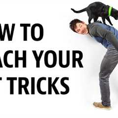 HOW to Teach your Cat Tricks