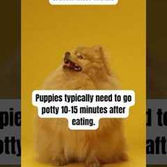 Potty training Tips  #puppy #assistancedogtraining #yourdog #dogtrainingfundamentals #doglover