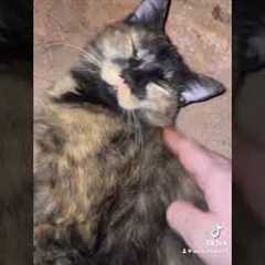 Teaching my cat to play, at city ￼￼￼￼￼￼￼|Fun training Session with my catty ￼￼🐱🎾