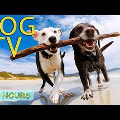 DOG TV: Best Videos to No Boredom for Dogs When Home Alone All Day - Collection Relax Music for Dogs