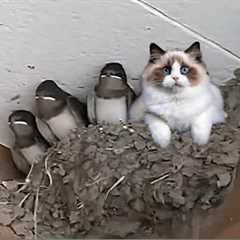 When Cats Become Best Friends in the World 😂 Funny Cats Video