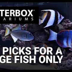 Top Fish for a Large Fish Only Saltwater Aquarium
