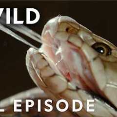 Africa's Most Dangerous Snakes (Full Episode) | World's Deadliest Snakes | Nat Geo Animals
