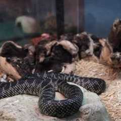 Snake Supplies You Need | Pet Snakes