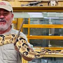 Unboxing 3 Venomous Snakes😳😅