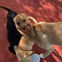 All These Dogs Had Terrible Lives Before!  And Look at them Now - Takis Shelter