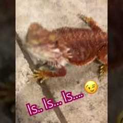 Ruby’s a girly girl! #funny #cute #comedy #shorts #fyp #exotic #pets #pet #animallover #animals #fun