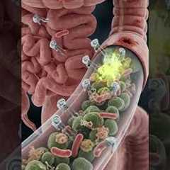 Your Gut's Secret War: The Battle Between Good and Bad Bacteria | Bio Anatomy Art | Gut Health