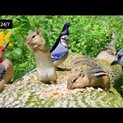 🔴 24/7 LIVE: Cat TV for Cats to Watch 😺 Naughty Birds Chipmunks and Squirrels 4K 🐦 Cat Games HDR