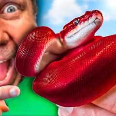 Hatching A Red Ball Python?