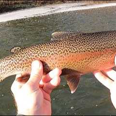 I'm BAAACK!! FLY-FISHING THE UPPER DELAWARE (Day 1)