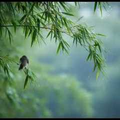 Relaxing🌿 music to sleep deeply and rest the mind, reduce stress.