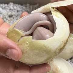 WORLD FIRST SNOW PYTHONS ❄️