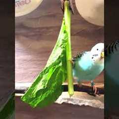 Happy Chirping Lovely Parakeet Budgie Birds, Nature Bird Songs, Reduce Stress #birds #pets #shorts