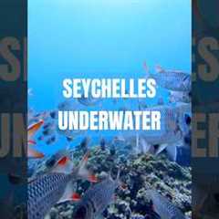 Best diving spots in Seychelles #seychelles #diving #scuba #scubadiving #travel #underwater