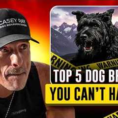 Top 5 Dog Breeds That Will Break You Before They Obey