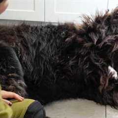 The Funniest Newfoundland Dog Groom You'll Ever See 😂